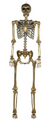 5' Gold Posable Skeleton