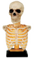 Skeleton Bust Light Up & Sound 16"