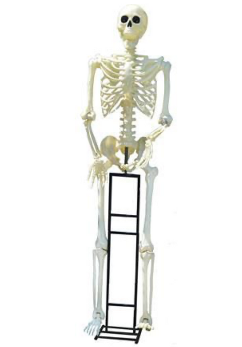 10ft Standing Titan Skeleton w/White LED Eyes & Stand