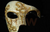 Venetian Phantom Mask