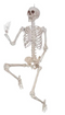 35in Reailstic Skeleton (3FT)