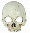 Adult Skull Half Mask