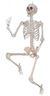 60in Posable Skeleton