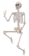 60in Posable Skeleton