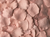 Dusty Rose Blush Rose petals 240ct.